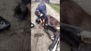 Кастрация жеребца Кабардино -Балкария