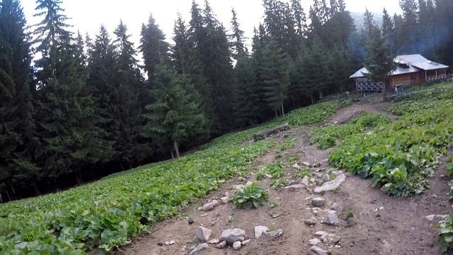 Отпуск в Карпатах часть 4 ( Восхождение на Говерлу) смотреть онлайн