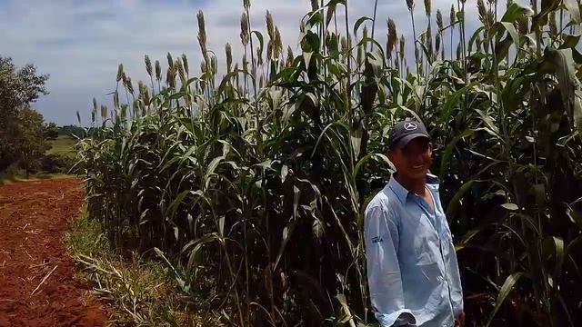 SORGO SS 318 DA MORGAN смотреть онлайн