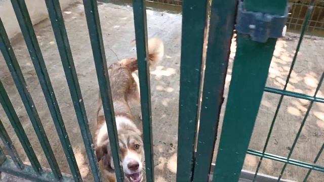 Тбилиси 🇬🇪 Грузия Приют Тамаза Элизбарашвили Чарли 🐕 🍀 🙏 💌 Paypal : Elizbarashvilidog@yahoo.com смотреть онлайн