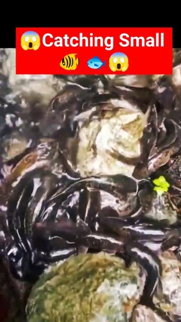 Catching 😱small fishes #shorts #youtubeshorts #fishing #river смотреть онлайн