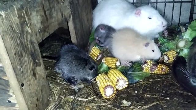 Первый день жизни! смотреть онлайн