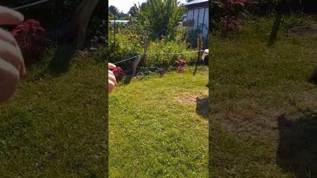 муха-цокотуха смотреть онлайн