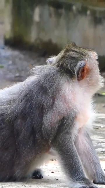 ABM00029 Adorable baby 😍 #shorts #viral #youtubeshorts смотреть онлайн