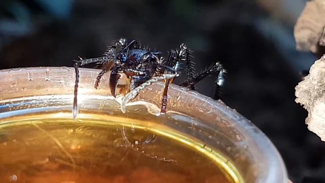 Paraponera (2017-04) I смотреть онлайн