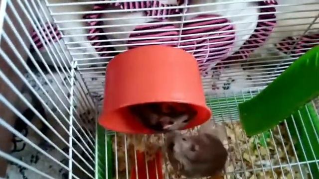 КАЖДЫЙ ХОМЯК ТАКОЙ смотреть онлайн