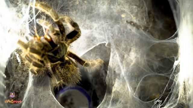 ◎捕鳥蛛捕食記◎【Tarantula predator】直角巴布 Ceratogyrus brachycephalus-寵物 смотреть онлайн