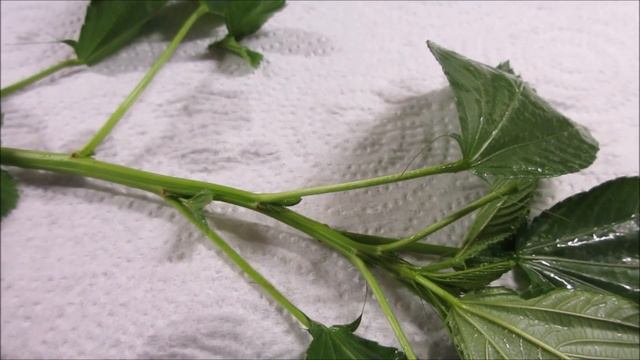 Egyptian Spinach or Molokhia: Harvest & Tasting смотреть онлайн