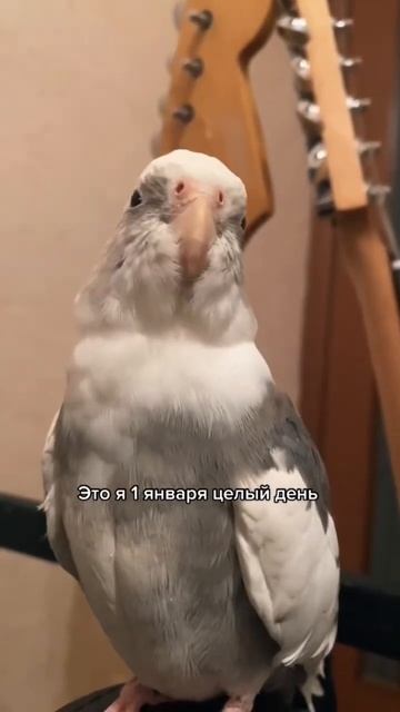 #calopsita #cockatiel #birds #parrot #корелла #попугай #смешныеживотные смотреть онлайн