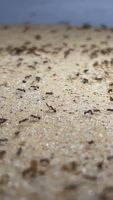 🤯OMG!!! JUICY Cricket VS Big Headed Ants 🦗🆚🐜 смотреть онлайн