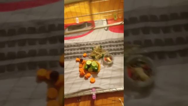 Жужа (1) смотреть онлайн