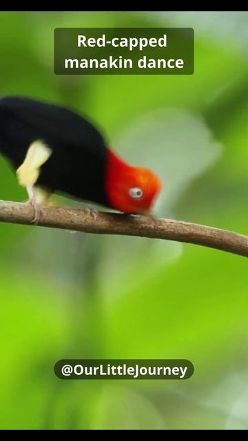Manakin Bird смотреть онлайн