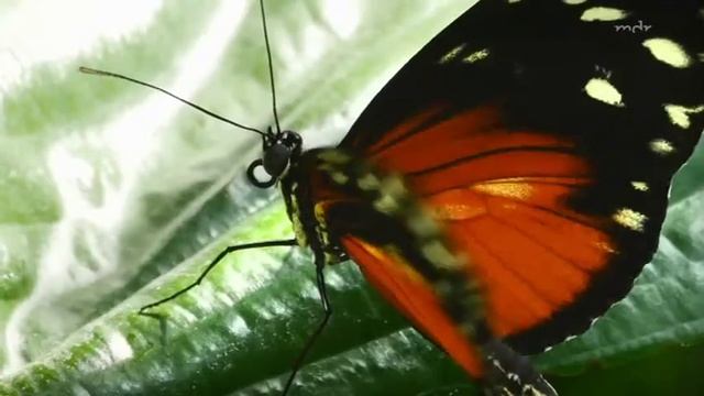 Passionsblumen und Passsionsblumenfalter (Heliconius) смотреть онлайн