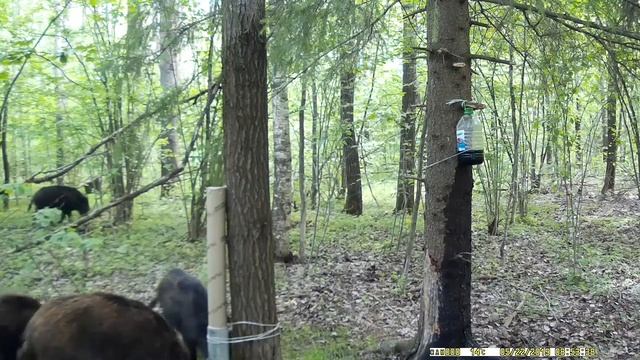 Как приманить дикого кабана