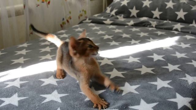 Childofsun Caprice смотреть онлайн