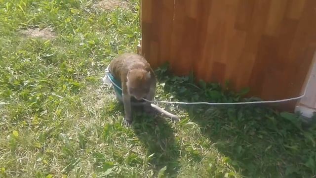 Игрище Вани и Вари