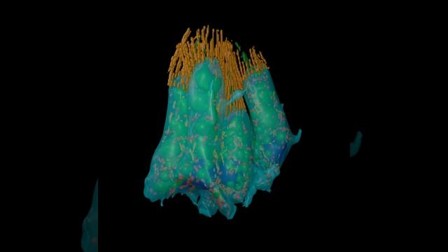 3D cellular architecture of sponge choanocytes. смотреть онлайн