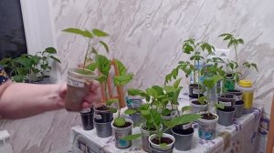 15 апреля. Видео привет из Москвы.Пересаживаю баклажаны.