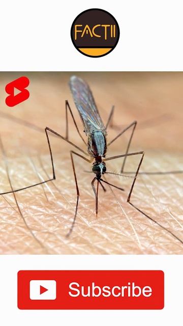 How many mosquitos can suck the whole blood from human body ?? | #shorts | factii смотреть онлайн