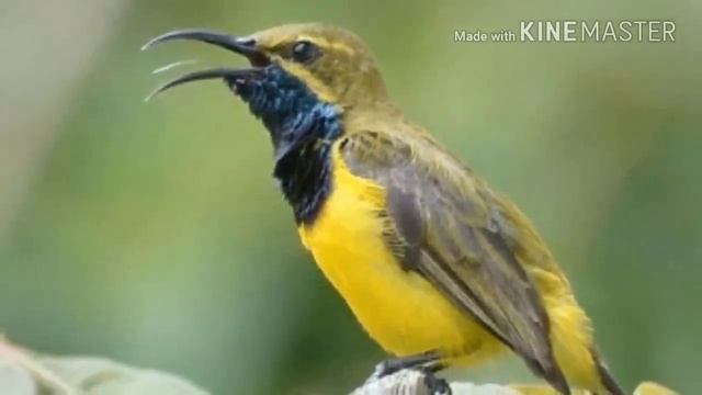 MP3 KOLIBRI PALING AMPUH,BUAT SEMUA JENIS KOLIBRI смотреть онлайн
