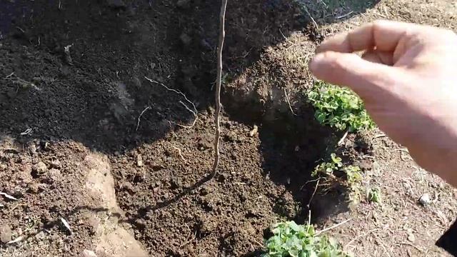 Два Кума в Саду смотреть онлайн