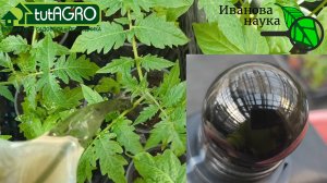 СЛАБАЯ РАССАДА? МОЩНЕЙШАЯ ПОДКОРМКА РАССАДЫ ПЕРЕД ВЫСАДКОЙ! Сделайте ее обязательно!