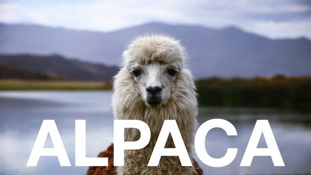 Sapajou - Alpaca (Free Copyright Music) смотреть онлайн