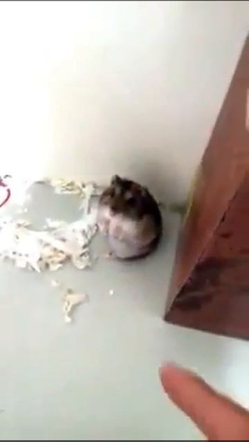 Хомяк актёр:) смотреть онлайн