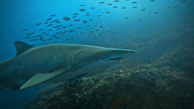 Diving Wolf rock - Australia w/sharks, pelagics, a manta and much more!!! смотреть онлайн