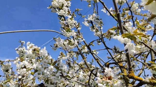 Gli alberi da fiore I° parte смотреть онлайн
