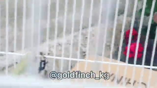 Щегол панда смотреть онлайн