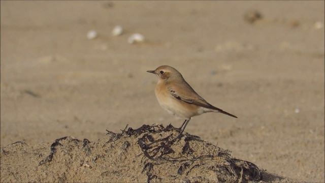 Female Desert Wheatear - Oenanthe deserti - Woestijntapuit / De Panne - Belgium / 24-11-2017 смотреть онлайн
