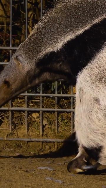 Anteaters: more magnificent than you ever realized смотреть онлайн