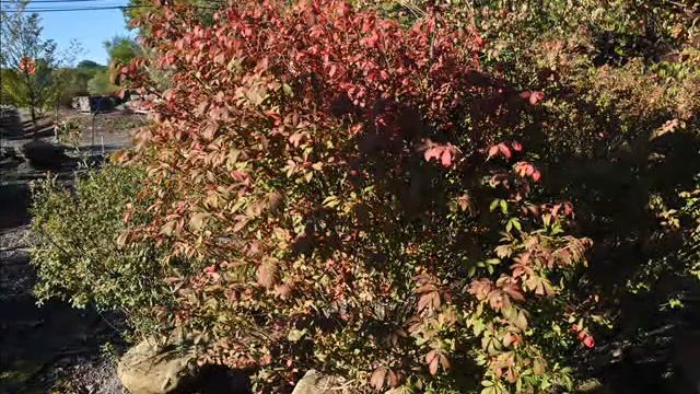 Extreme Pruning of Viburnums About pruning these shrubs смотреть онлайн