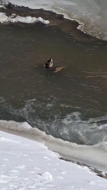 Утки ныряют и плавают на речке🦆 смотреть онлайн
