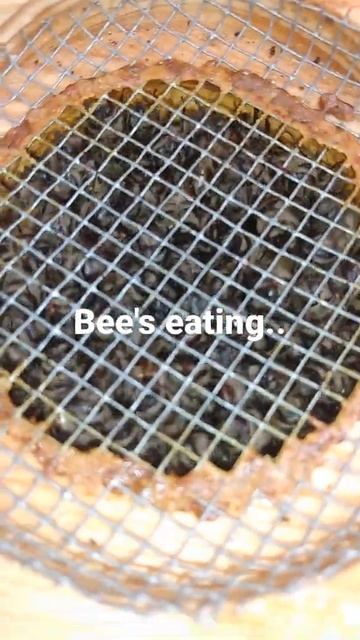 honey bees eating 2:1 sugar syrup.. you can see they're little tongues (probuscus) in the jar. смотреть онлайн