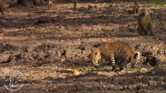 Shenton Safaris: Leopard vs. Baboon! смотреть онлайн