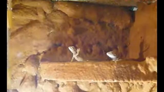 BEARDED DRAGON communication [Pogona vitticeps] смотреть онлайн