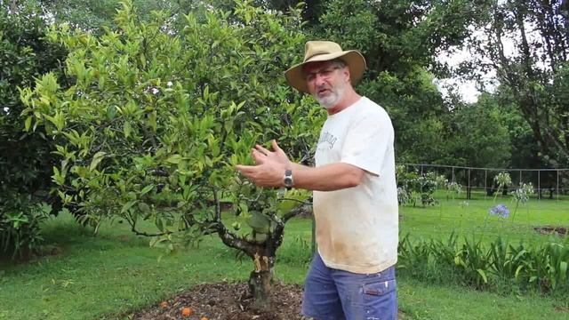 How to Care for Citrus смотреть онлайн