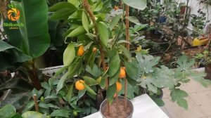 Мандарин "Хашимото"  C. unshiu "Hashimoto"