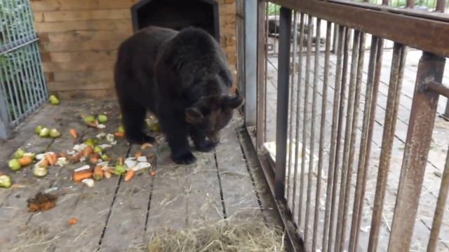 Тоня и Потапка смотреть онлайн