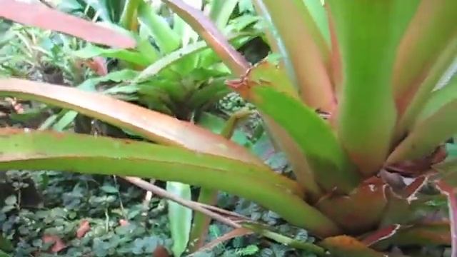 Oropel / Eyelash Viper смотреть онлайн