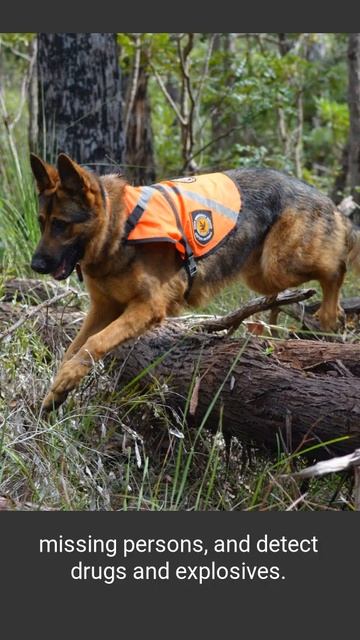 The Fascinating Facts - German Shepherds Part 2 смотреть онлайн