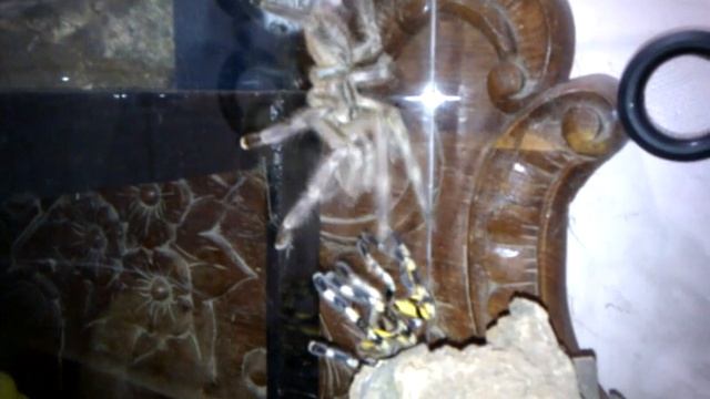 JODECS EXOTICS P. Fasciata Mating смотреть онлайн