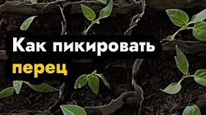 Как пикировать перец, правильная пикировка перца в Сибири, Урале и на Дальнем Востоке дома самому