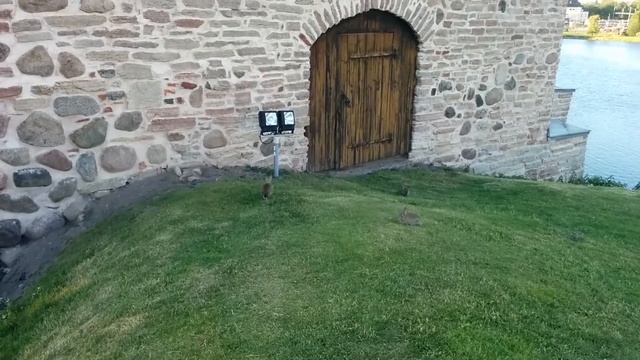 Кролики в замке смотреть онлайн