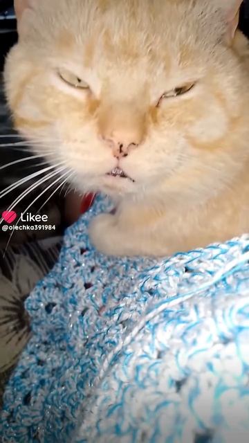 Помошник😺😻