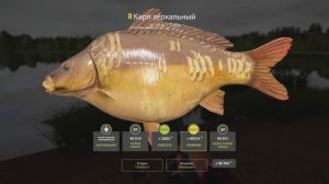 Русская рыбалка 4 трофей Карп зеркальный на озере Янтарном