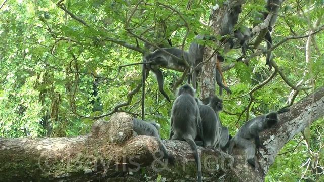 Silvered leaf monkeys (T. cristatus), Malaysia. 20160921_102500.m2ts смотреть онлайн
