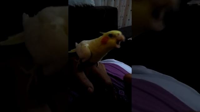 Попугай корелла ругается , Sultan Papağanı Kızıyor